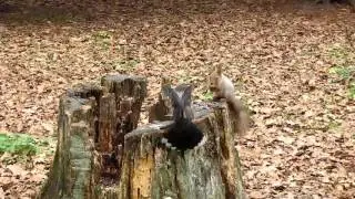 Кедровка Nucifraga caryocatactes и белка Sciurus vulgaris