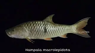 Hampala macrolepidota @ Hampala Barb/Sebarau (Malaysia)