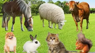 Diet of Farm Animals: Sheep, Chicken, Duck, Cow, Horse, Rabbit, Pig...