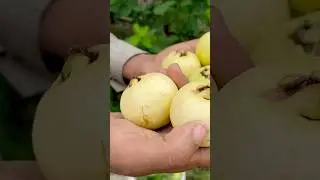Guava Farms in Pakistan | Good quality guava in taste and in production