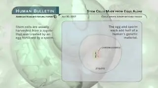 Science Bulletins: Stem Cells Made from Eggs Alone