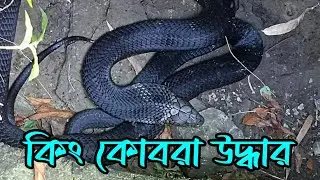Rescue of King Cobra // Alipurduar // বিশালাকার কিং কোবরা উদ্ধারের রোমহর্ষক দৃশ্য @CommonMan84