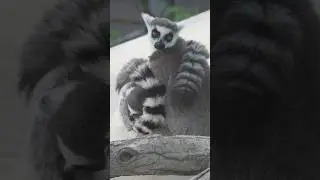 Ring-tailed Lemur 2 ／Toyohashi Zoo & Botanical Park（non_hoi_park） #zoo