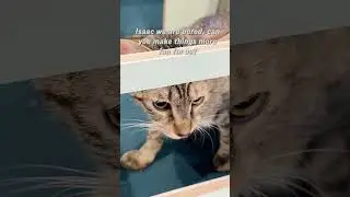 Cat lovers need this home upgrade #shorts