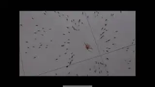 Meme when a  a spider gets smashed and baby spiders   And it explodes baby spiders 🕷  #memes