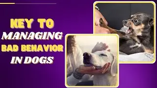 How To Handle Bad Behavior And Aggression In Dogs??Pro Tips