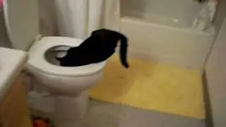 Cat in toilet scared by air horn