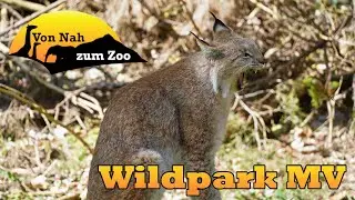 Wildpark MV - Ein wildes Erlebnis - Von Nah zum Zoo 4k