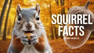 Top 10 Squirrel Facts &ndash; Nature&rsquo;s Tiny Acrobat Engineers