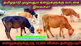 தரமான வளர்ப்பு கன்றுகள் 10 மாத கன்றுகள் விற்பனைக்காக உள்ளது || குறைந்த விலை || Thirumbi Paar 