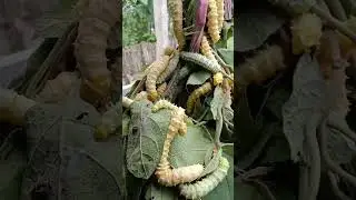 Eri sw#Sericulture#shots