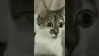 Shower Thoughts #cat #facts #funny #showerthoughts #cute #funnyimages #reddit #redditposts #sad