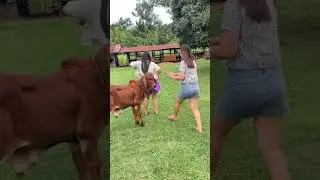 ไผวะ #funny #kingtroll #comedy #trolllife #animals #bullfarm #cow #farming