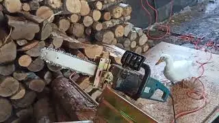 Kiinalainen sahapukki tositoimissa