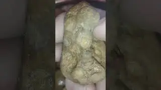 I found a Crinoid Colony in a River Rock (Paleozoic Period).