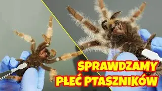Dostaliśmy 8 PTASZNIKÓW! 😱 Sprawdzamy ich płeć! ♀️♂️