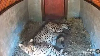 Day 9 Tammy the Cheetah Cam at HESC