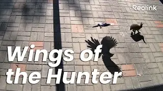 Sky Shadows & Wild Moments | Animal Compilation