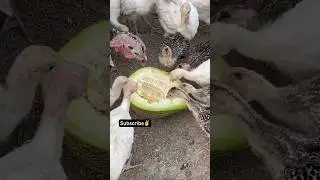 Turkey feeding eksperiment. Turkey vs Melon. #turkeys #breeding #farming #farmhacks #chicken