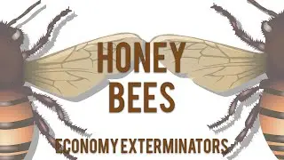 Charlotte Pest Control | Honey Bees, Pt. 1 | Economy Exterminators