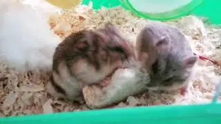 The two hamsters eating #hamsterseating