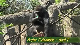 Easter Celebration 2012 - Cincinnati Zoo