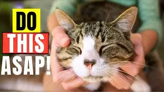 If You Rub Your Cat&rsquo;s Cheeks Every Day, THIS Will Happen