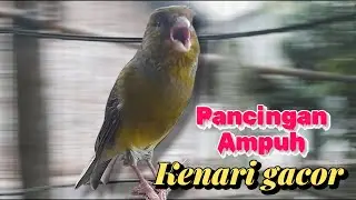 long canary bird sound roll for sound fishing | Pancingan burung kenari gacor panjang rol 