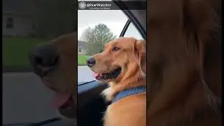 That Moment Pets Figure Out Where They're Going #funnypets #shorts