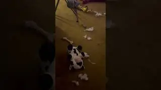 Cattle Mutilation part 2