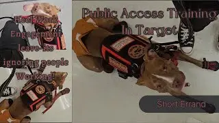 Public access training in Target with SDIT Zelda (heeling, engagement, short errand)
