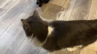 Cats Eating 1152