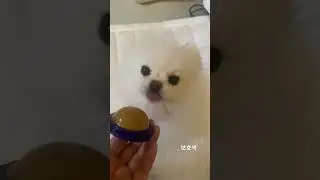 보호색 protective coloring #puppy #pomeranian #강아지 #cute #pets #cutedog #protectivedogs