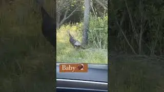 Baby Turkey Poult #shorts #turkeyhunting #turkeypoult #babyturkey #turkey #springturkey