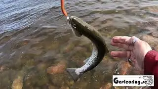 Gavle&ouml;ring och &aring;rets f&ouml;rsta kustfiske!