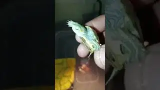 apne turtle🐢 ko healthy and active rakhne ke liye Kya Karen #turtle #animals #tortoise #newsong  #yt