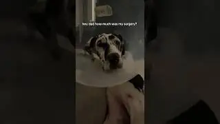 MY DOG WENT THROUGH A WINDOW 🪟