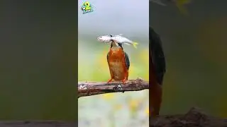 Precision of the Kingfisher: Nature's Aerial Hunter 5 #Kingfisher #shorts #animallanguage2al #short