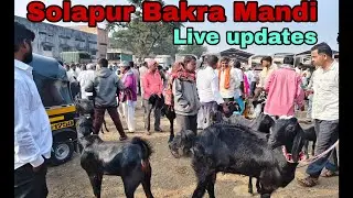 Solapur Bakra Mandi (06/01/26) Live updates.#solapur #bakramandi 