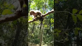 Wild monkey relaxing time #wildanimallife #monkey #shortsvideo