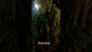 Negative energy khatam karne vala tree... Ashoka.#trending #garden #shorts #video #ashok