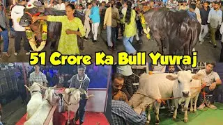 Musheerabad sadar 2025 live | famous bull yuvraj | the quality of murrah bulls in Hyderabad 