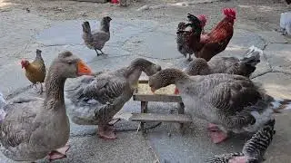 July 2023 Barnside Chat at Unity Farm Sanctuary