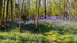 Bluebells in an English Woodland. A new beginning as Spring arrives.