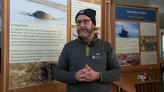 How Horseshoe Crabs Help Our Ecosystem | 450 Million Years of Survival in Wellfleet, MA