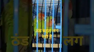 ठंड बहुत लग रही है।🦜 #birds #lovebird #parrot #shorts #shortvideo #viral