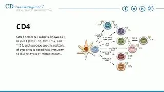 T Cell Differentiation-Creative Diagnostics