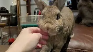 What it's like to live with bunnys