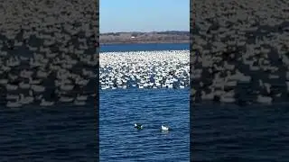 How Many Mom? A Hundred Thousand Snow Geese Plus