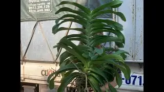 Trâu thái giá rẻ...0981550768